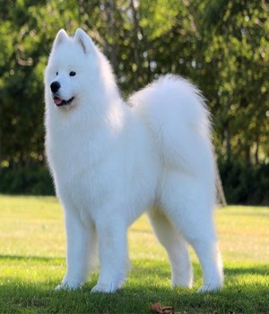 Samoyed